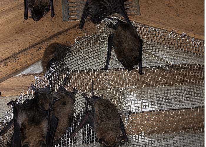 Bat colony roosting in an attic