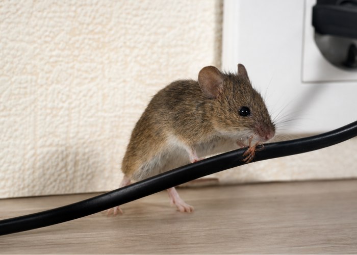 Roof rat found inside a home in South Florida