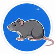 Roof rat found inside a home in South Florida