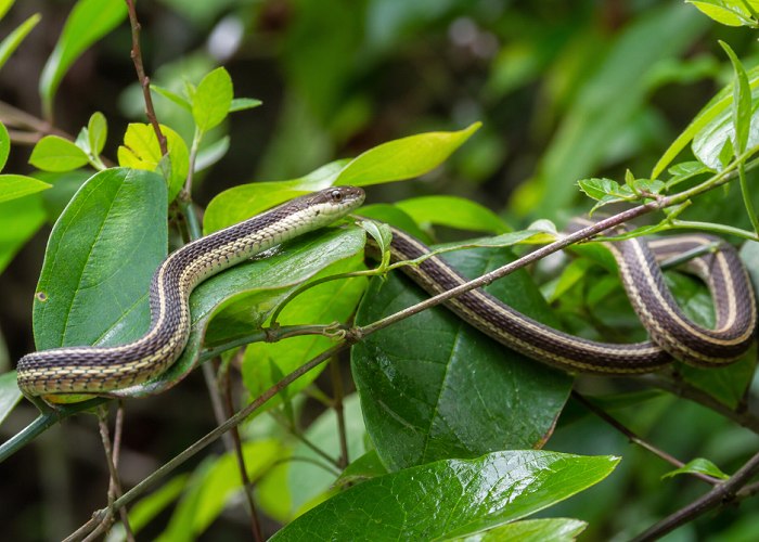 Coiled snake on a Florida residential property