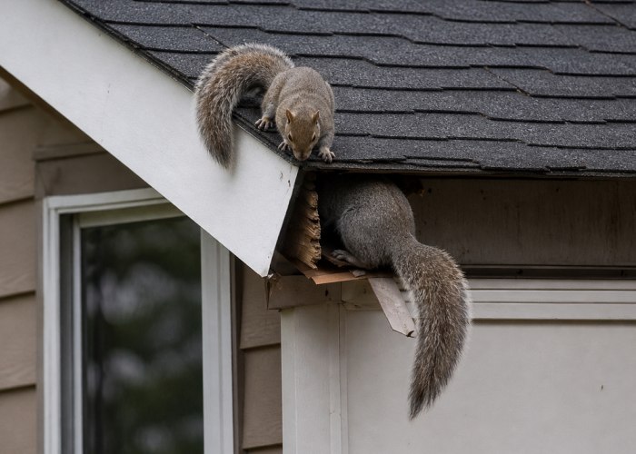 Squirrel in an attic crawl space